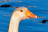 Goose portrait.