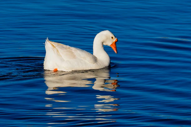 istock Wild goose at sea. 2107583118