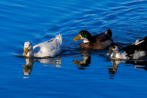 Duck family swimming in the sea.