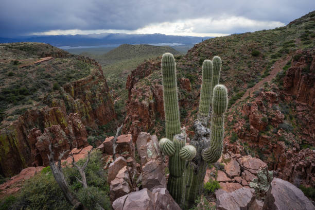 Saguaro cacti rise from canyon stormy weather