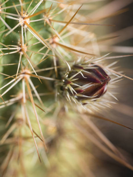 bocciolo di fiore di cactus riccio - bud hedgehog cactus flower photography foto e immagini stock