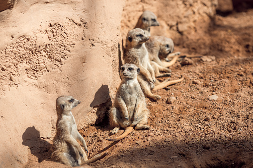 The meerkats are a small carnivoran belonging to the mongoose family