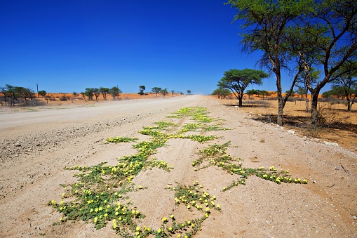 Kalahari in Namibia