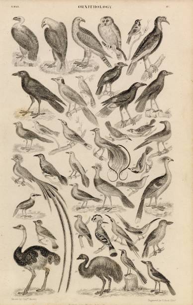 istock ORIGINAL Antique 1868 Print - Ornithology - Various Bird Species 2107615126