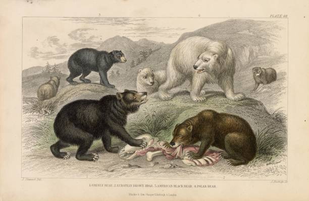 istock ANTIQUE 1868 Handcolored Print of Various Bear Species - J. Stewart 2107615140