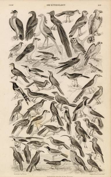 istock ORIGINAL Antique 1868 Print - Ornithology - Various Bird Species 2107615149