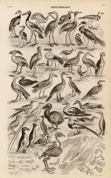 istock ORIGINAL Antique 1868 Print - Ornithology - Dodo, Crane, Gull, Toucan 2107615151