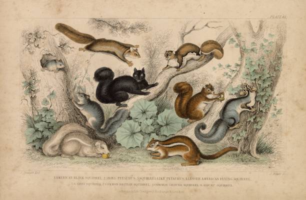 Here we have a high resolution scan of a wonderful lithograph print from Oliver Goldsmith's 