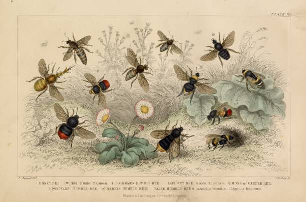 Here we have a high resolution scan of a wonderful lithograph print from Oliver Goldsmith's 