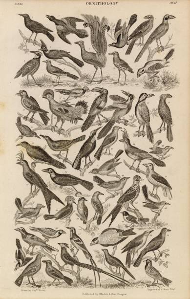 istock ORIGINAL Antique 1868 Print - Ornithology - Various Bird Species 2107615689