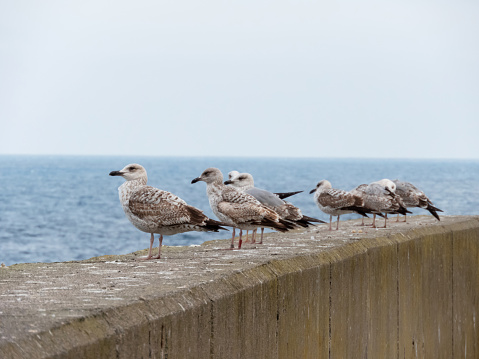 European herring gull birds with streaky brown juvenile plumage sitting on the concrete port fence. 
Larus argentatus in the northern Spain, Asturias.