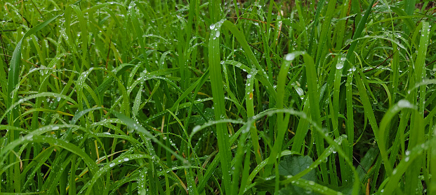 Beautiful round drops of morning dew on grass sparkle in morning light. Dew drops macro in nature outdoors.