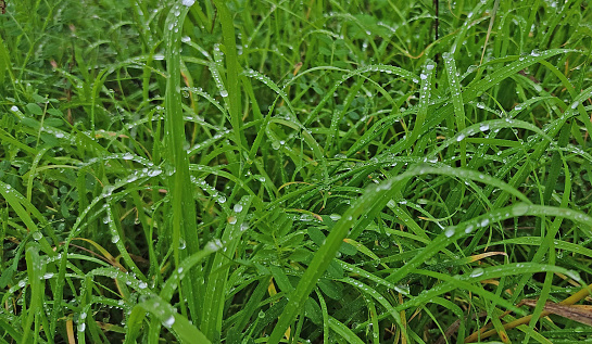 Green grass in morning dew. Selective focus. Close up shot with beautiful natural bokeh. Water drops after rain