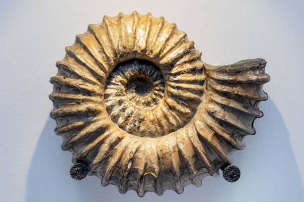 Russia. Ulyanovsk. Processing of ammonites and production of simbirzite stone.