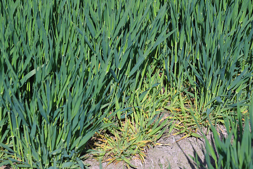 Focus of infection of barley yellow dwarf virus (BYDV), dwarf and yellow plants damage symptoms on winter berley crop in spring.