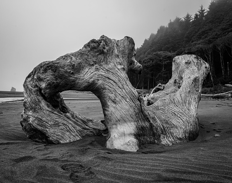 Black And White Large Piece Of Gnarly Drift Wood on coast of Redwood National Park