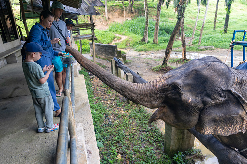 Phuket-Thailand - 12.10.2023: Tourists feed elephants on the farm.