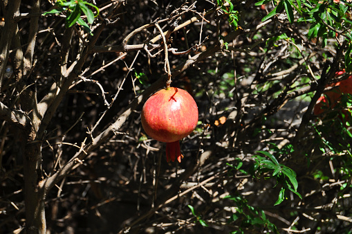 Pomegranate fruit with insect pest