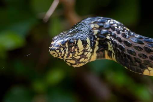 Brazilian Wildlife is very beautiful have many species with colorful variables. Are apes, lizards, mammals, felins, caimans, cats, bats, crabs, spiders, snakes and many others.