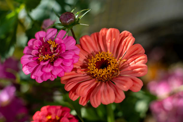 Beautiful cosmos  flowers in the garden, outdoor  Chiangmai Thailand