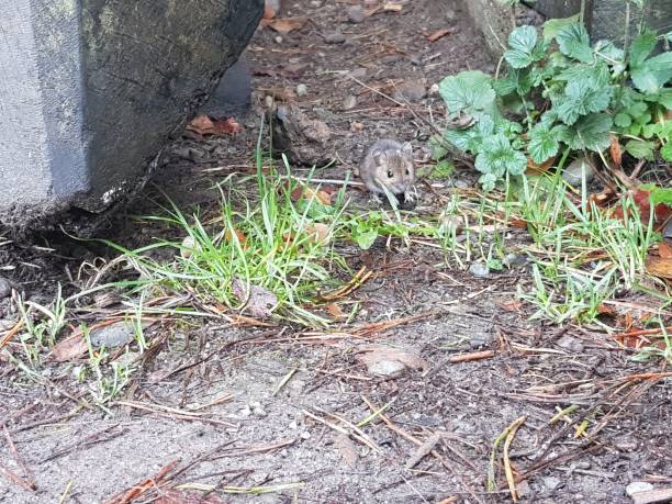 istock A wood mouse, Apodemus sylvaticus at the Pine Cone Point, Craigvinean Forest, Dunkeld, Perth and Kinross, Scotland 2107783196