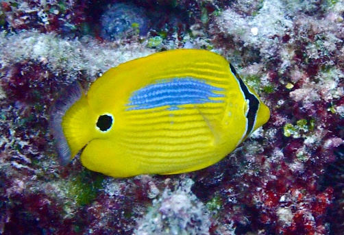 yellow and blue butterfly fish