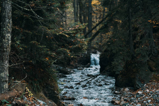 istock river flows between the banks in the forest and travel model tourism 2107807311
