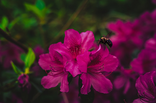 Bee flying to pink flower