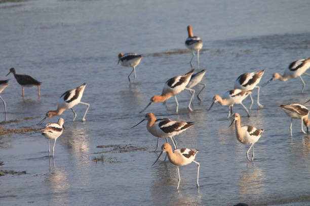 istock Flock of avocets 2107840853