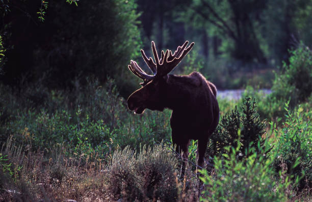 Early morning image of lone moose foraging through a wooded area, in search for the perfect leafy meal.Taken near Grand Teton National Park, Wyoming, USA