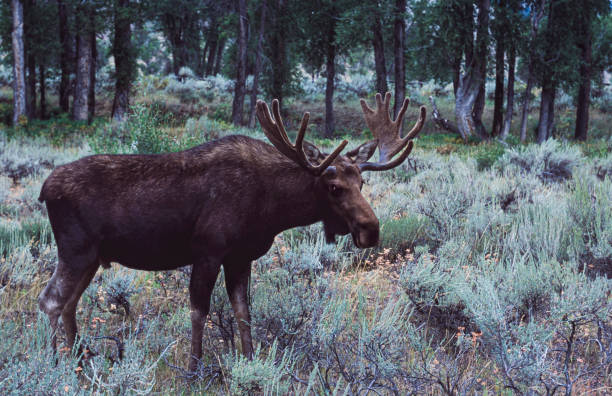 Moose in the early morning Wyoming light standing in plains brush.Taken in Grand Tetons National Park, Wyoming, USA