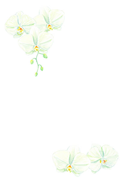 istock Japanese mourning postcard template of Phalaenopsis orchid 2107876852