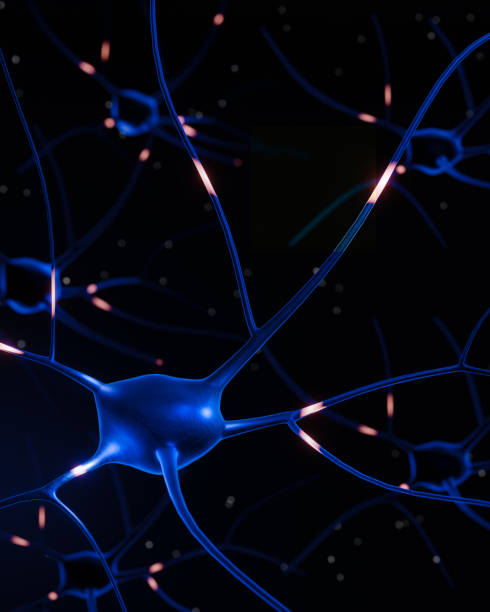 istock Nerves in the body model have electrical currents, indicating the functioning of the nervous system. Communication in the nervous system. 3D Rendering 2107922598