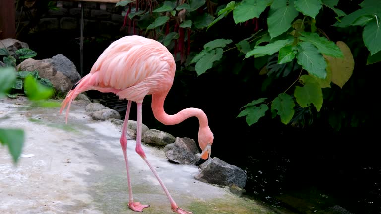 Gorgeous pink flamingos on the lake. Lot of flamingos spend the winter in warm climates Pink flamingo standing in water in Funchals tropical garden