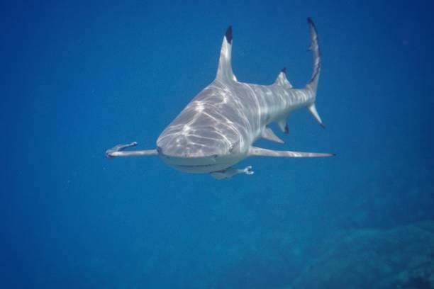 Black tip shark in the south pass of Fakarava in the Tuamotu archipelago