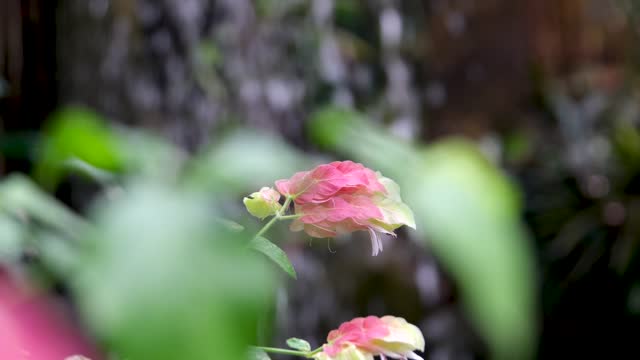 A soft pink tropical flower against a background of a waterfall, beige tip, different flowers collected in one, similar to a cockerel flower against a background of water in a tropical forest