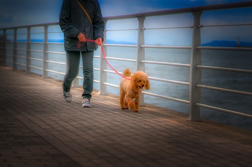 Dog-walking