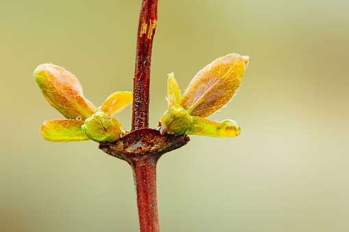 Young green leaves of honeysuckle in spring