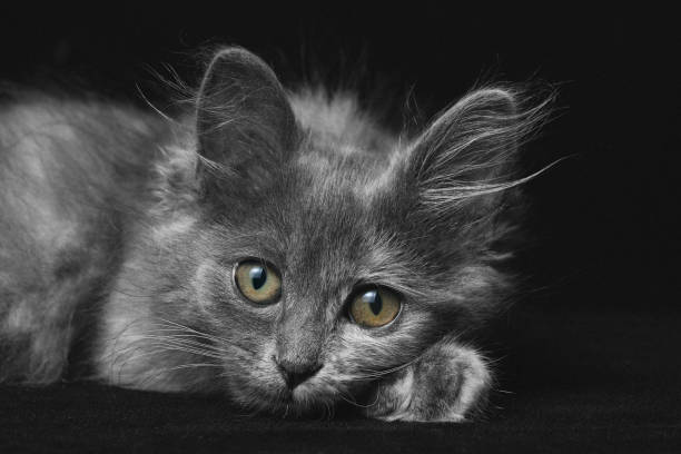 Cat and dog portrait in dark