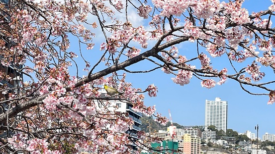 Beautiful flowers cherry sakura flowering on the garden