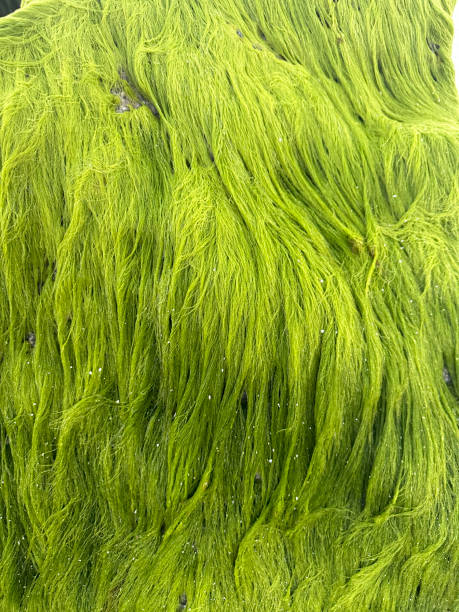 istock seaweed on a rock in Sarasota on the beach 2108063486