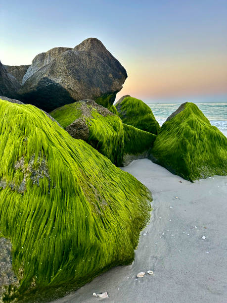 palm, green, field, white, lawn, spring, water, tree, agriculture, texture, abstract, rice, summer, natural, leaf, seaweed, mossy, macro, isolated, garden, fern, tree branch, grass, moss, plant, nature, foliage, seaside, beach, blue, rock, portuguese, scenic, outdoor, costa, coast, vicentina, algarve, sky, ocean, portugal, coastline, praia, shore, wave, tourism, sea, travel
