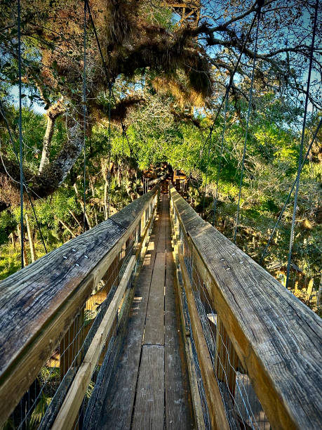istock Canopy Walkway at Myakka River State Park 2108066571