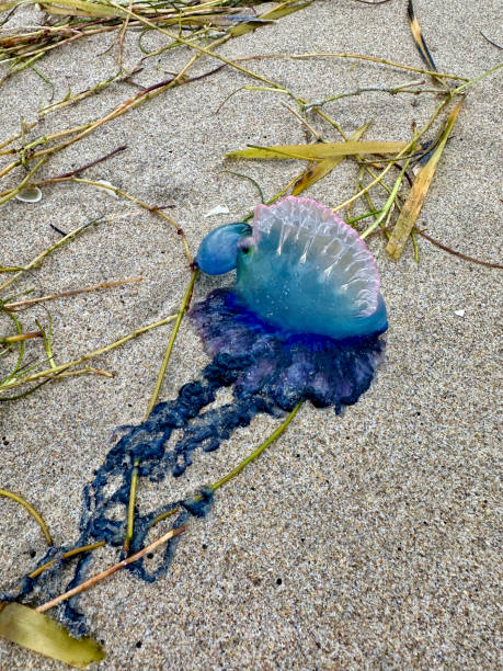 istock portuguese man o war on the beach 2108084586