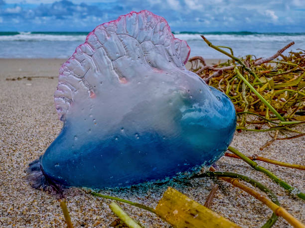 istock portuguese man o war on the beach 2108085097