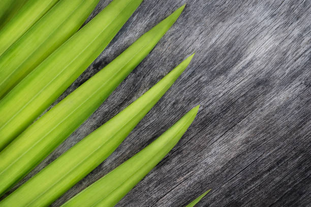 Green leaf of palm tree on wooden background. Nature background