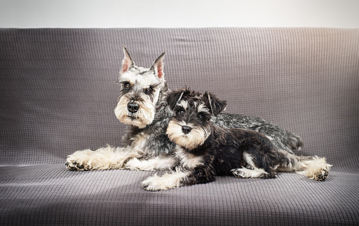 Dog and puppy schnauzer lying on the sofa together