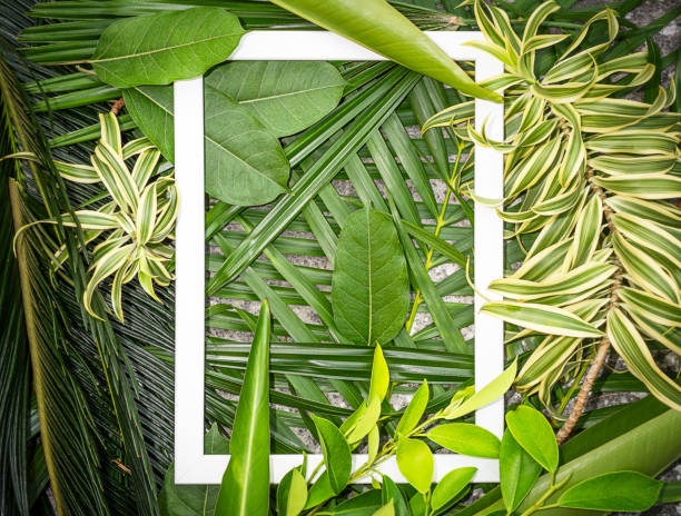White wooden frame on green leaves of different plants