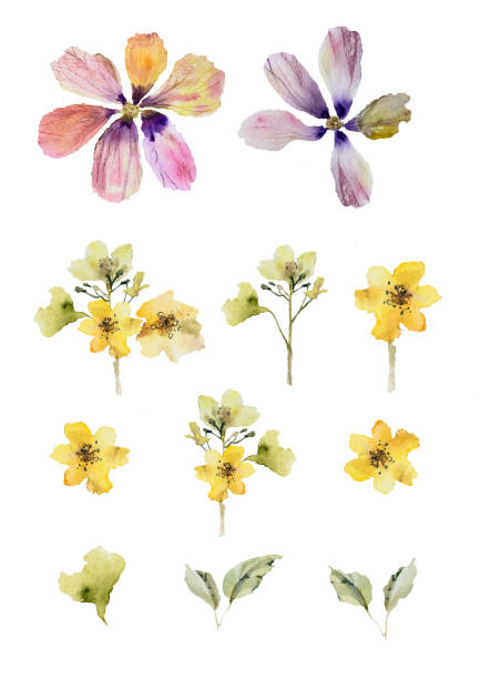 istock Collection illustration of watercolor flowers isolated 2108102598