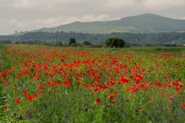 istock Field with poppies in Cristur Sieu, Bistrita, Romania, 2020 2108105741